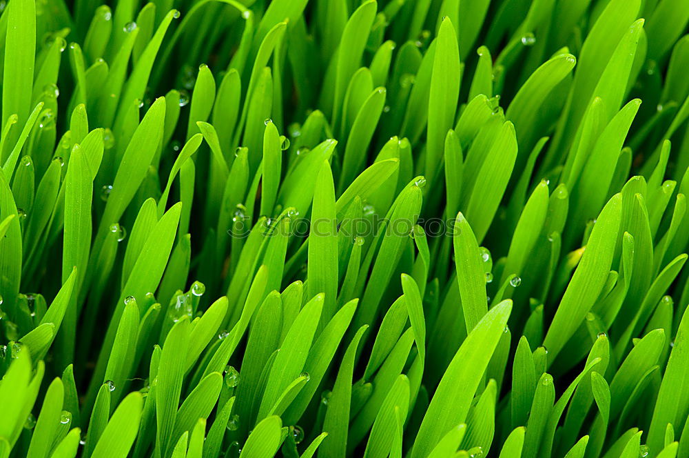 Similar – Image, Stock Photo Moss Stars Plant Green