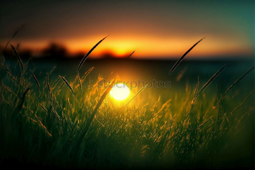 Similar – sun grass Grass Sun sunset