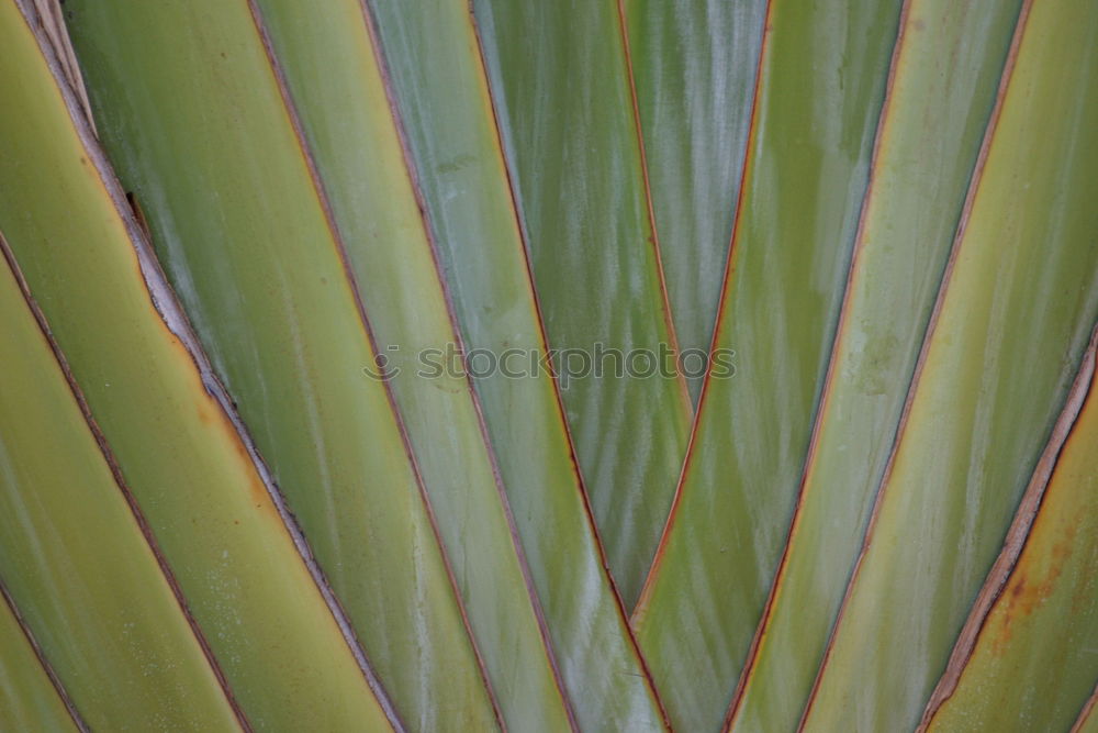 Similar – Foto Bild im botanischen garten