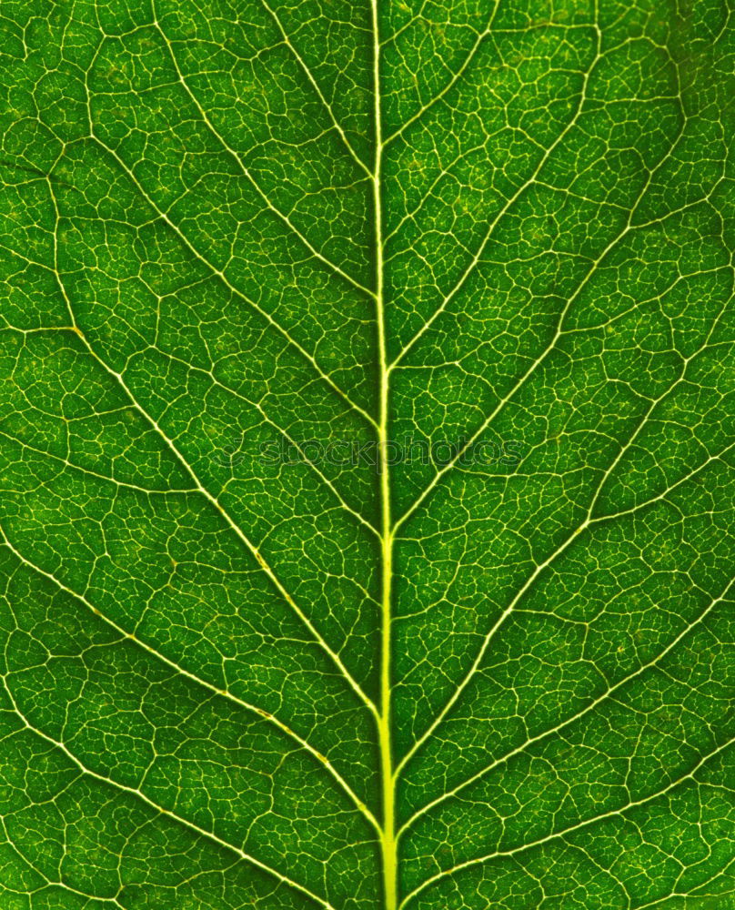 The signs of a leaf Leaf