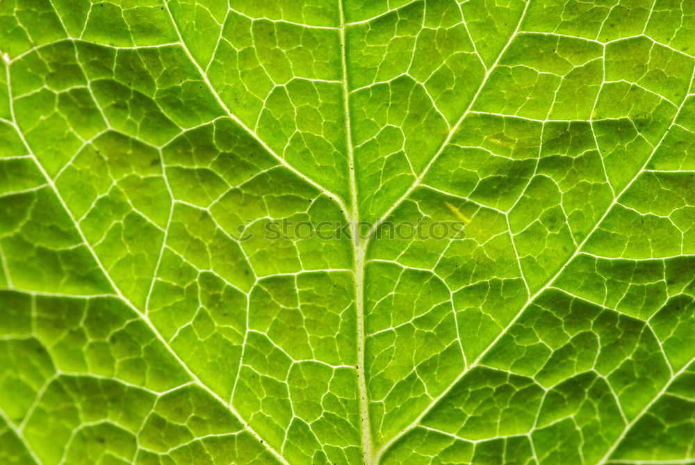 Similar – Image, Stock Photo cellular Plant Leaf