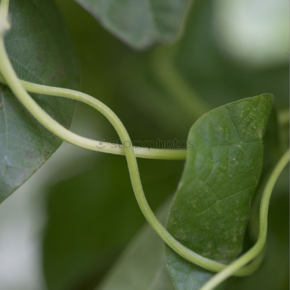 Similar – Image, Stock Photo so green Ivy Plant Stalk