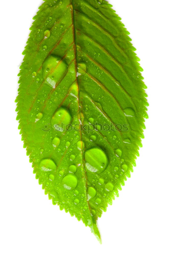 Similar – bright green Green Leaf