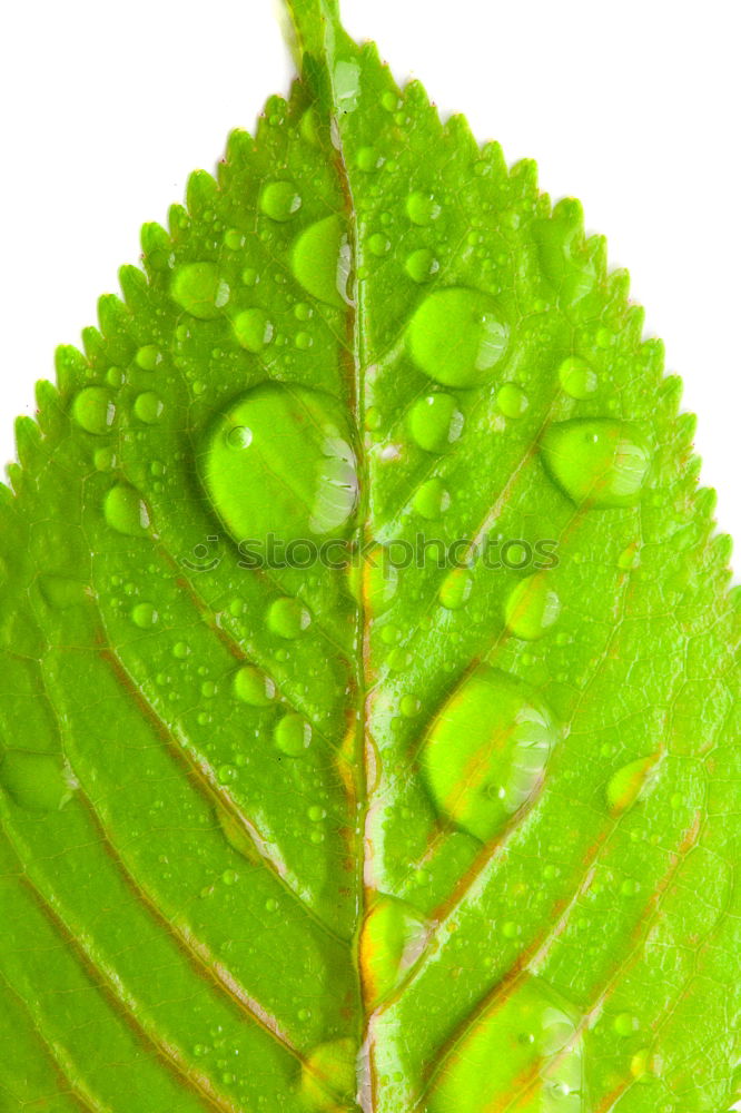 Similar – raindrops II Rain Leaf