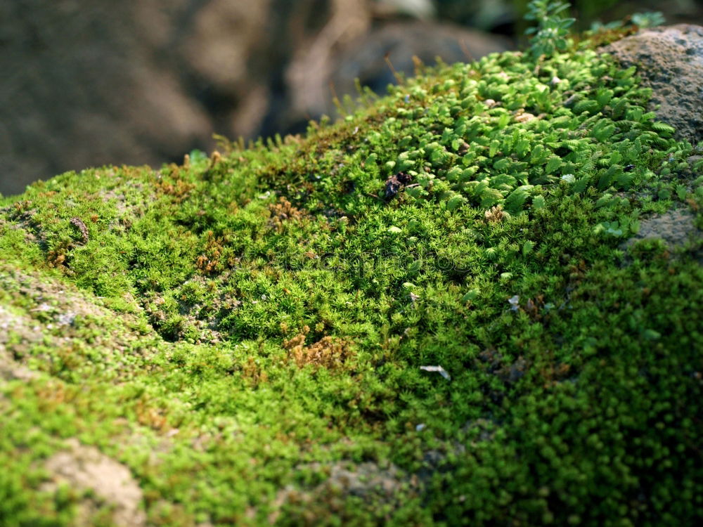 Similar – moss landscape Environment