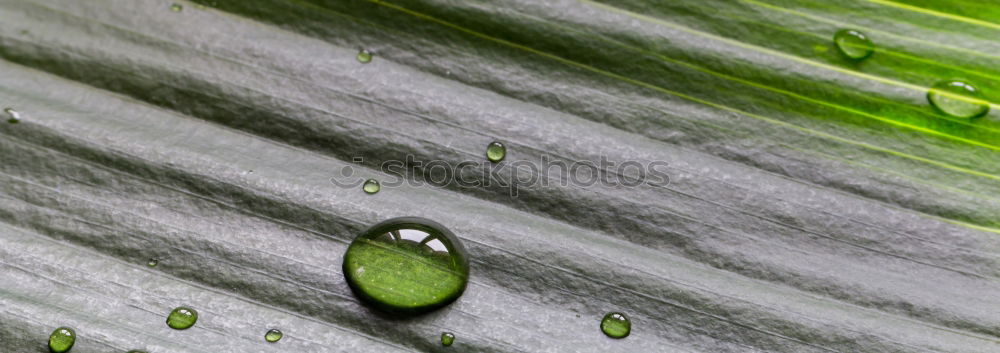 Image, Stock Photo pink meets green Elegant