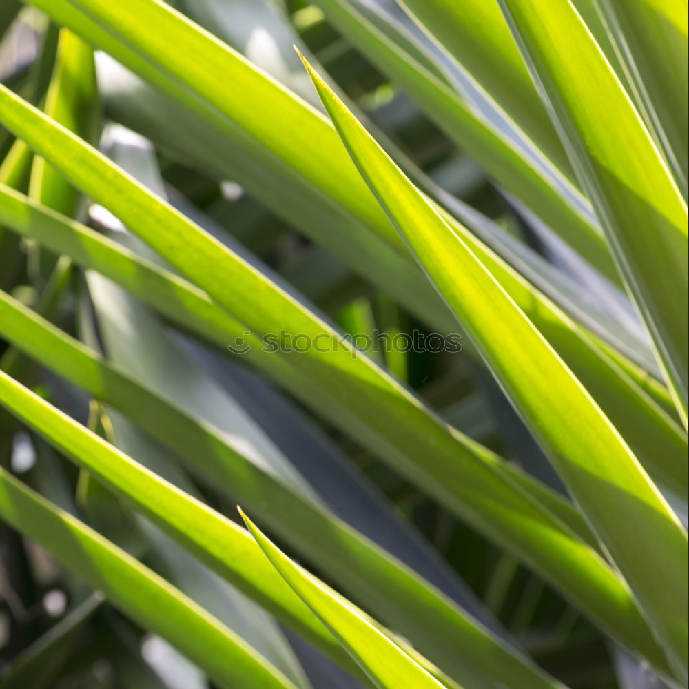 Similar – Bamboo Garden Environment