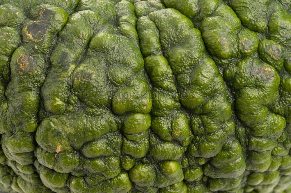 Similar – Foto Bild fractals in veges Brokkoli