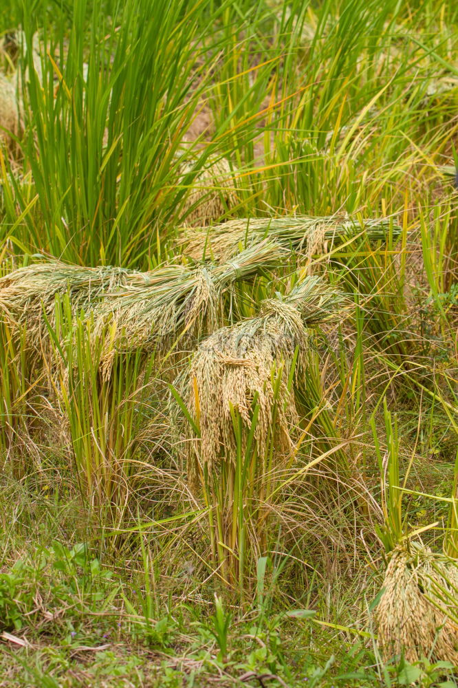 Similar – länger hell Umwelt Natur