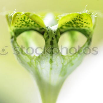 Similar – Image, Stock Photo interior life Nature Plant