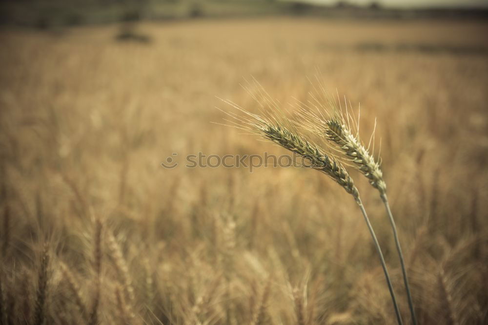 Similar – Thoughts lost Common Reed