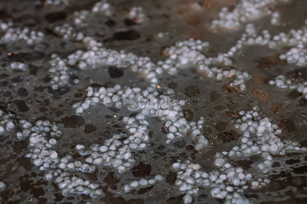 Similar – Foto Bild Winterblumen Eis Schnee