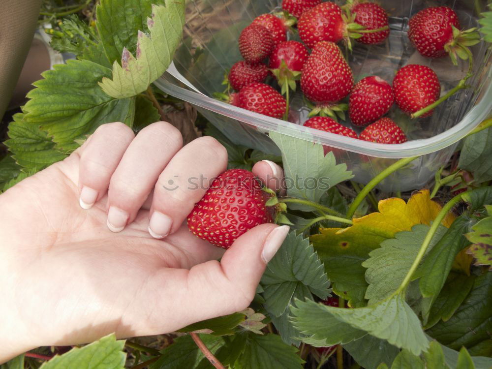 Similar – Image, Stock Photo X Food Fruit Nutrition