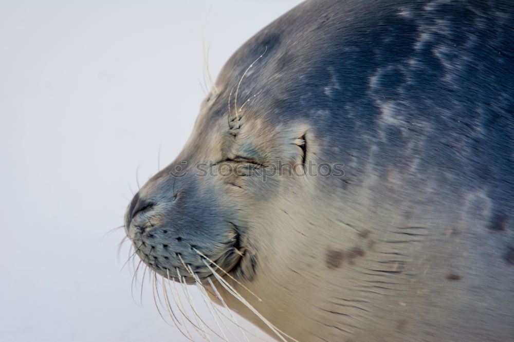 Similar – seals Environment Nature