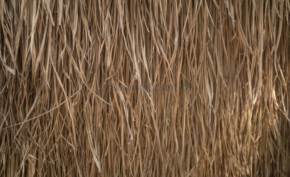 Similar – Close up of dried eel on Bukittinggi market