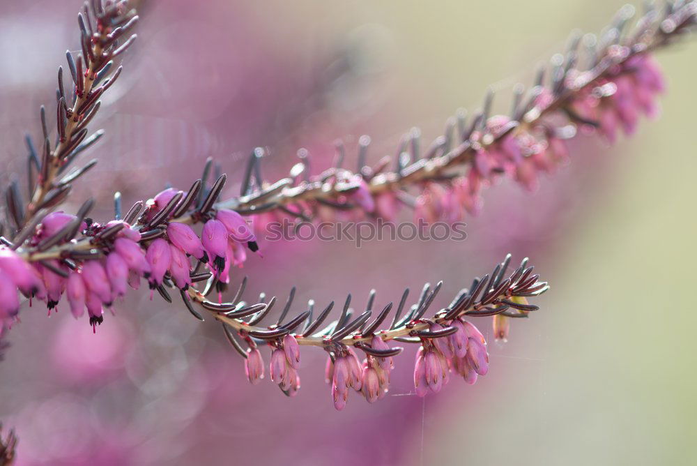 Similar – Medicinal plant Lavender