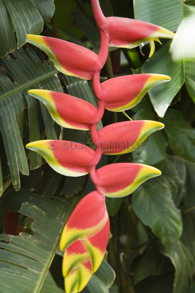 Similar – Image, Stock Photo red dragon Plant