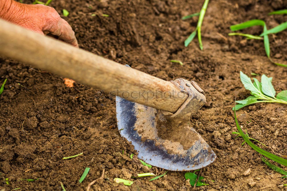 Similar – Image, Stock Photo Old garden shovel on flower root