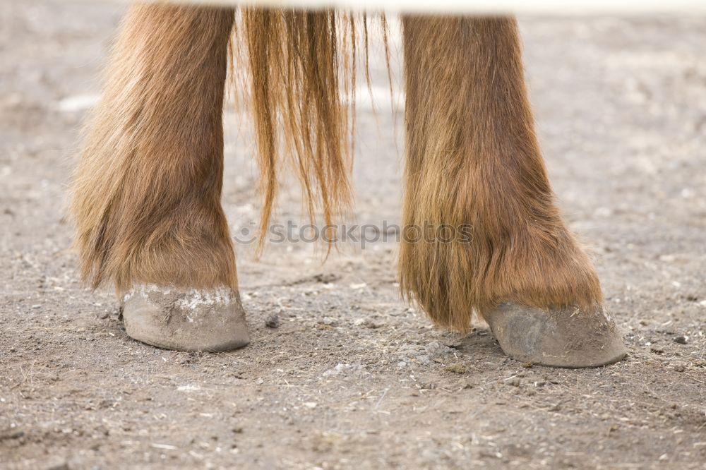 Image, Stock Photo tender feet Animal