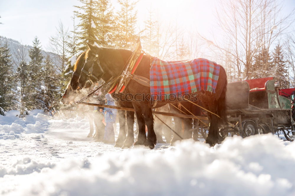 Similar – carriage ride Trip Winter