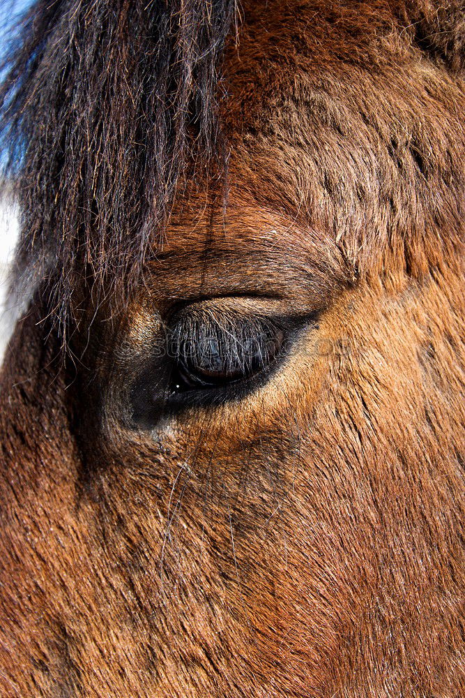 Similar – Image, Stock Photo humans in animals Horse