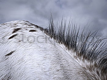 Similar – Image, Stock Photo Let me see Horse Mane