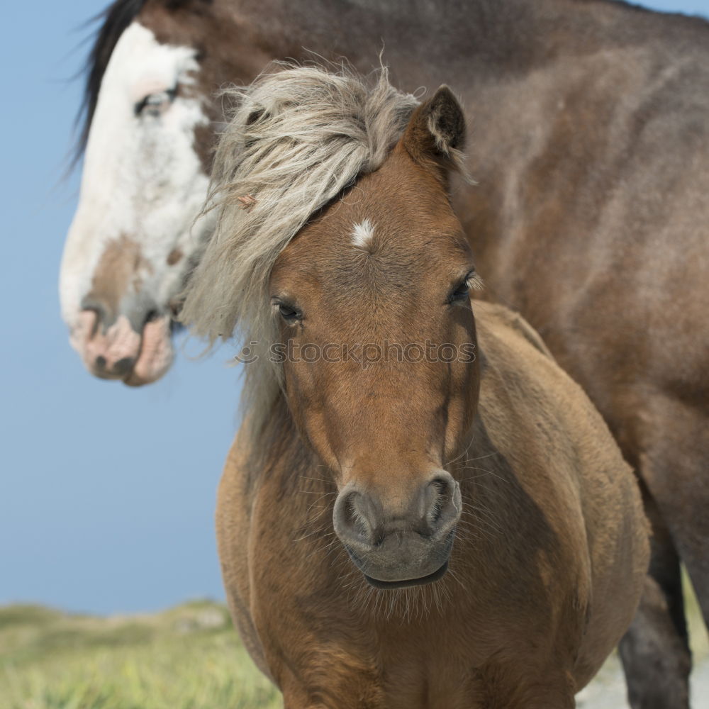 Similar – Image, Stock Photo Icelanders