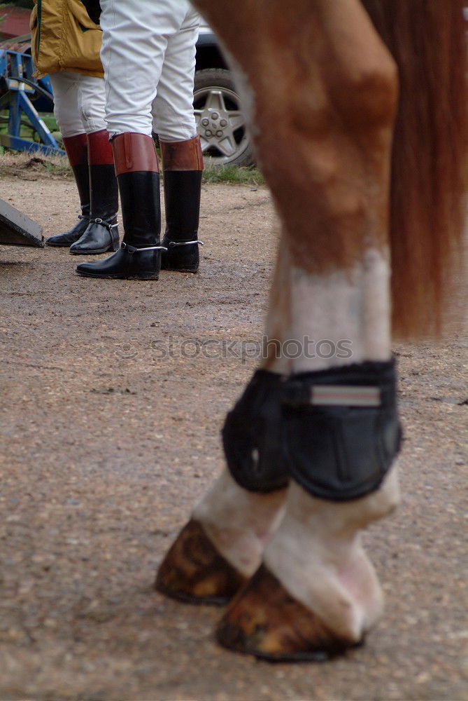 Similar – horses Horse Hoof