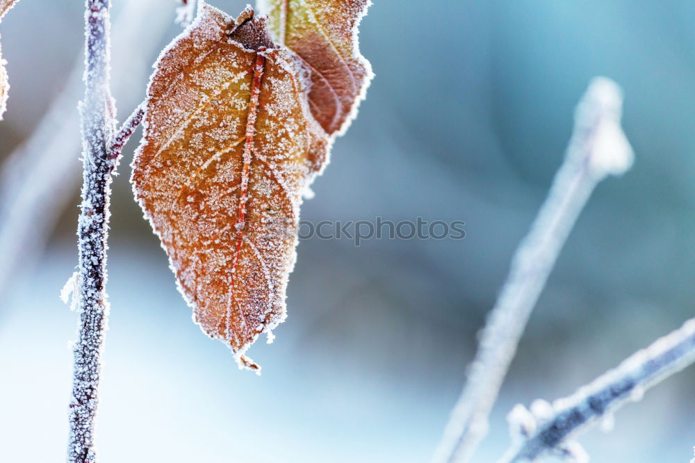 Similar – First frost Nature Autumn