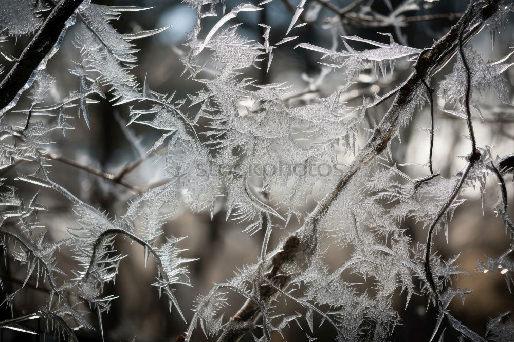 Similar – Frost. Winter Snow Ice