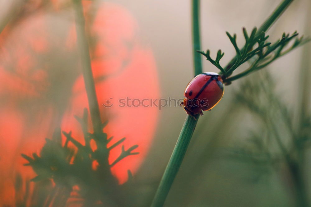 Similar – Image, Stock Photo summer evening Life