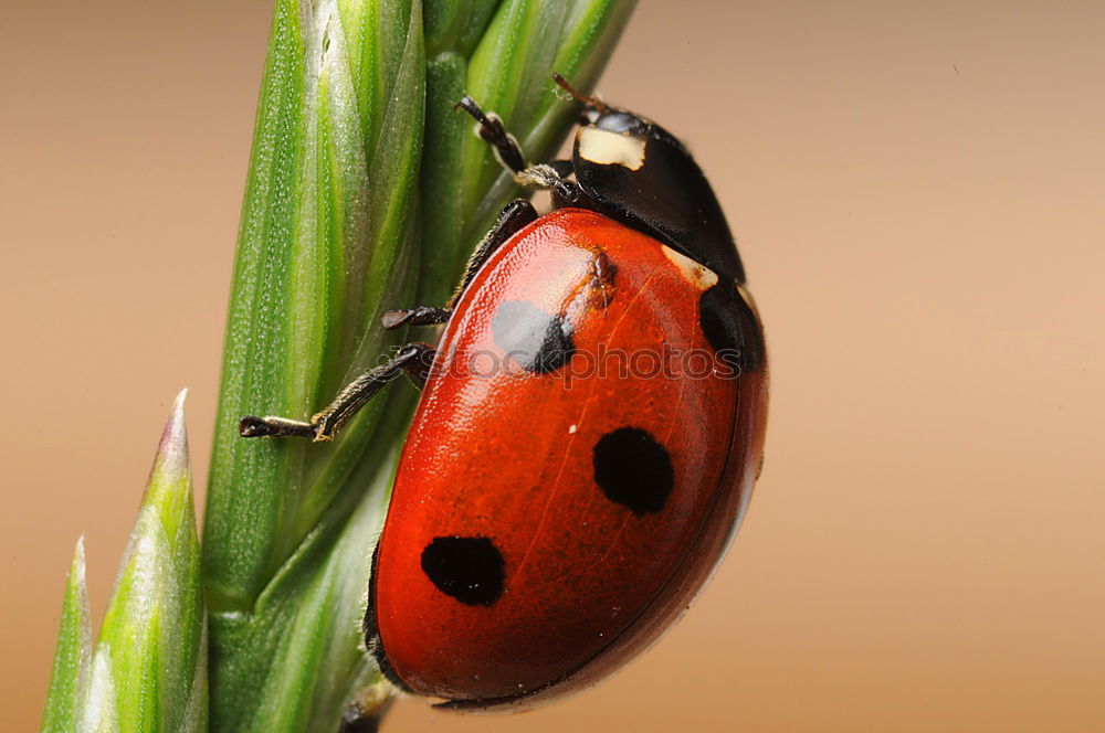 Similar – Ladybird II Leaf Plant