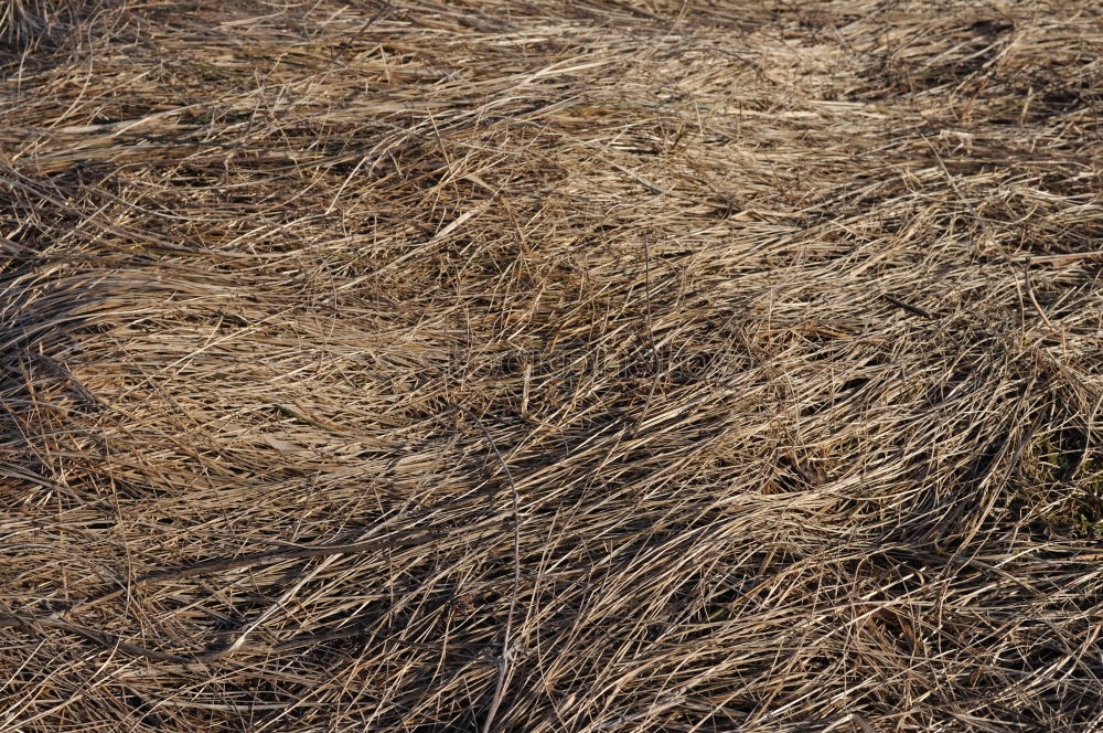 Similar – länger hell Umwelt Natur