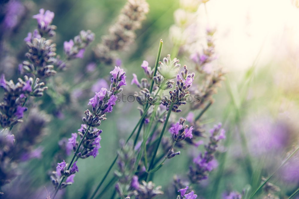 Similar – Lavender Nature Plant