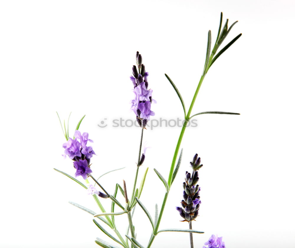 Similar – lavender_02 Lavender