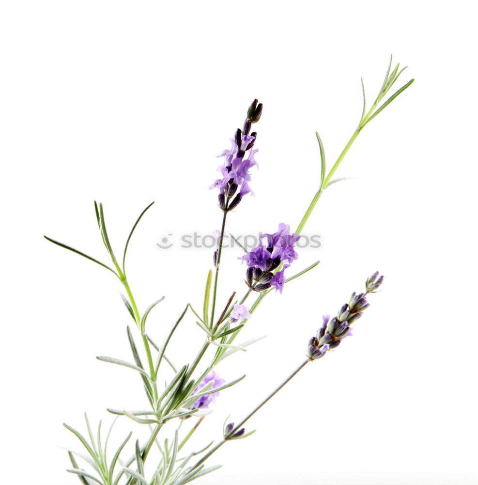 Similar – lavender_02 Lavender