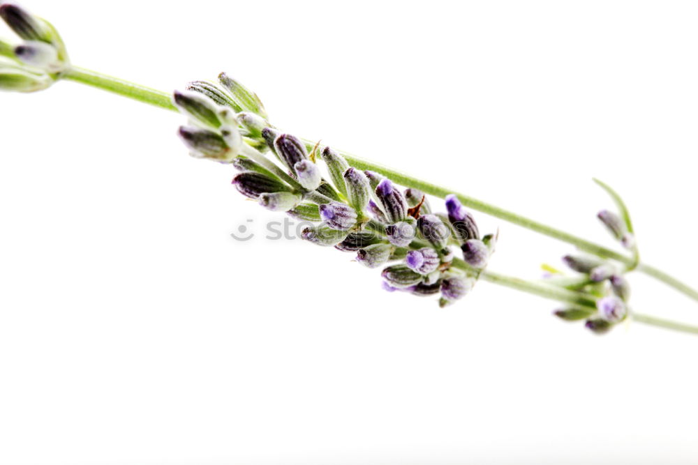 lavender_02 Lavender