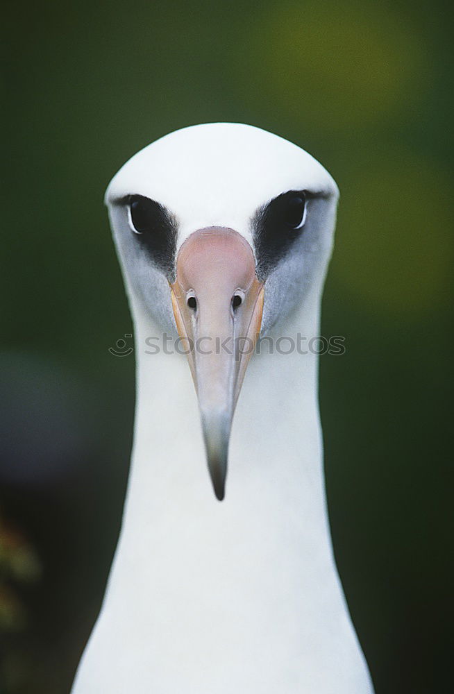 Similar – Image, Stock Photo Black-headed Gull, close-up view