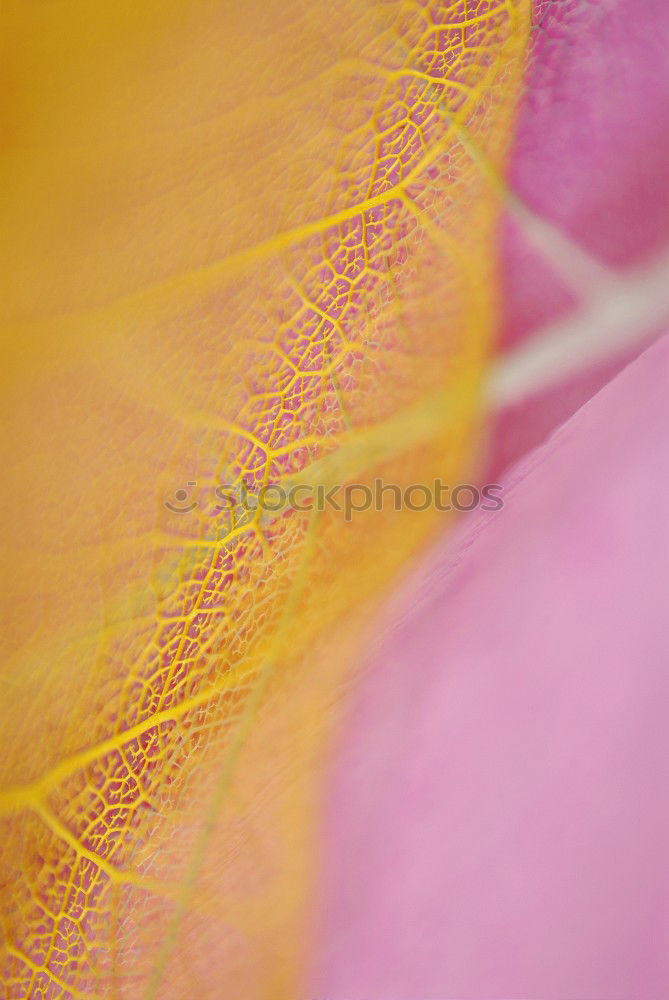 Similar – Image, Stock Photo variegated autumn leaf