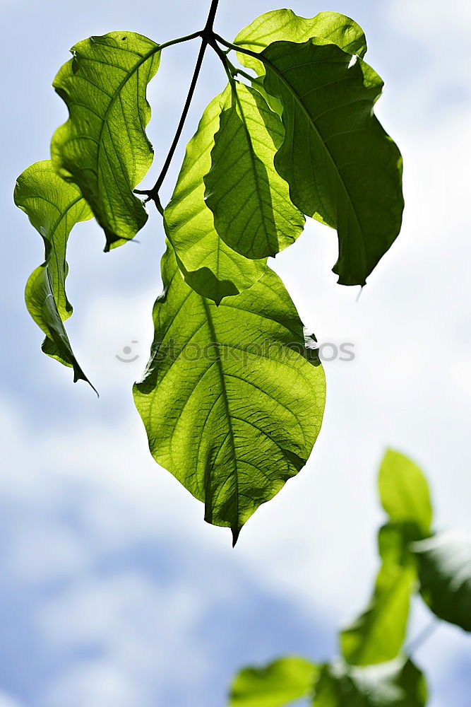 Similar – frühlings grün Blatt Ast