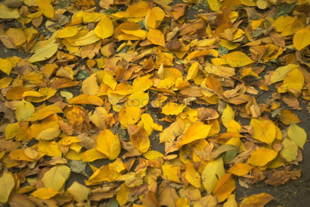 Similar – Image, Stock Photo October Autumn Leaf