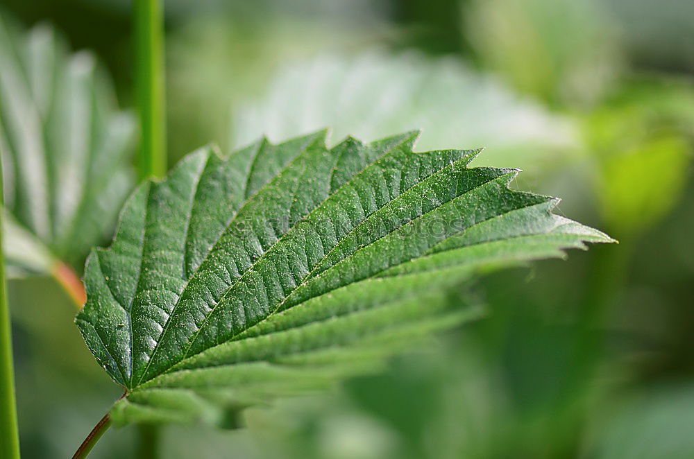 Similar – Image, Stock Photo kitchen herb Food