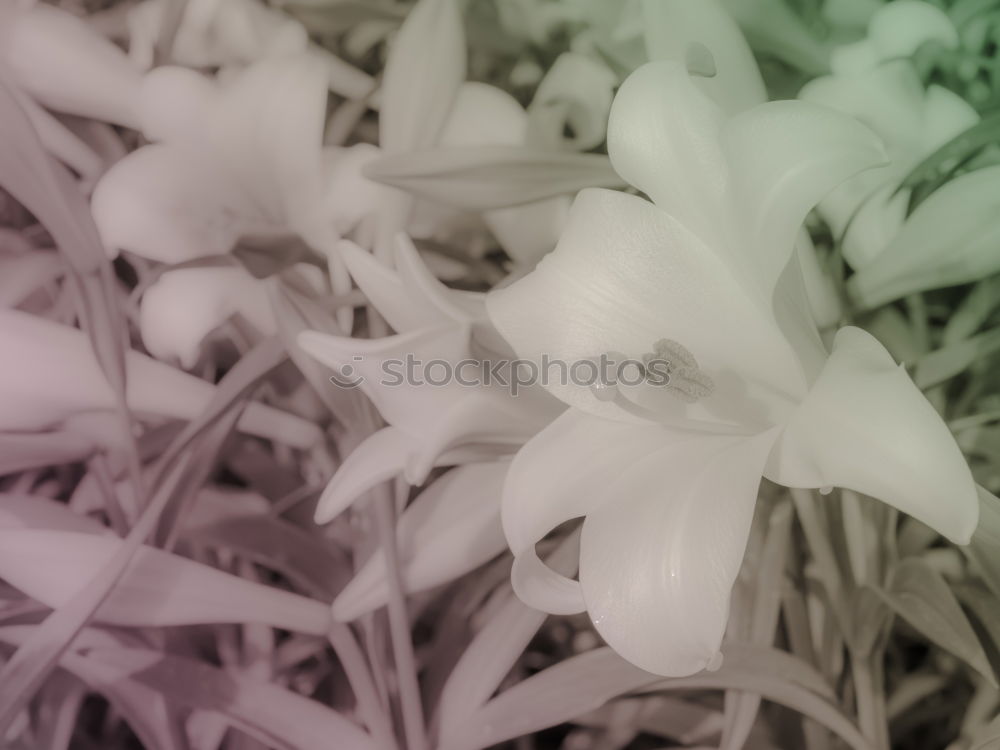 Similar – Close-up of an inflorescence of blue and lilac flowers of a hyacinthus orientalis