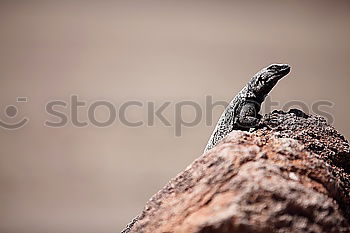 Similar – Image, Stock Photo nose horned viper closeup