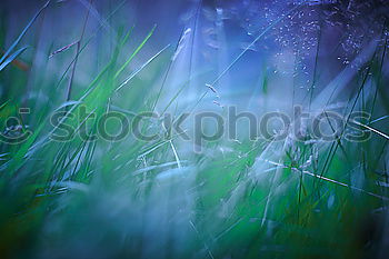 Similar – Image, Stock Photo moss pearls Environment