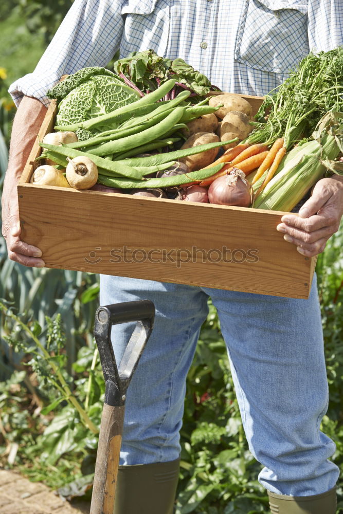 Similar – Image, Stock Photo Fresh pumpkin harvested by hand