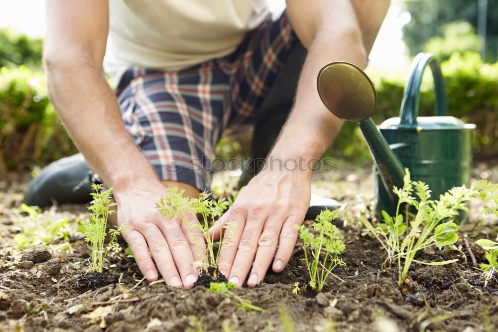 Similar – Picking radishes in the garden