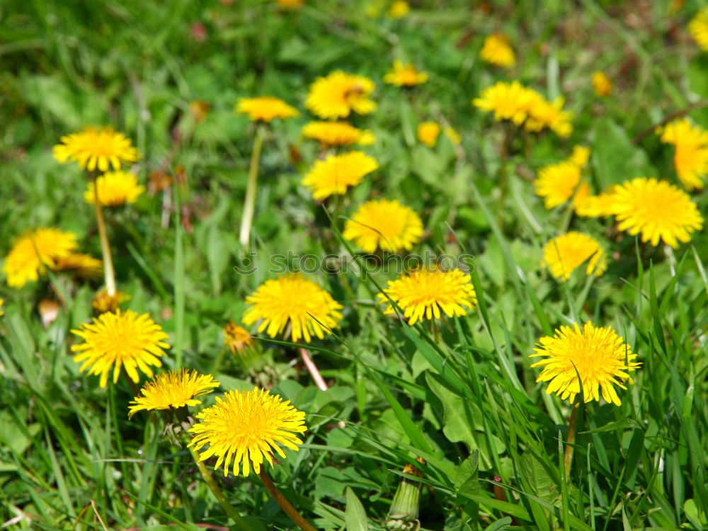 Similar – Image, Stock Photo biting not… Dandelion