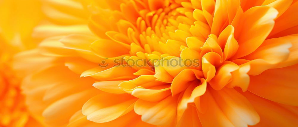 Similar – Image, Stock Photo In the garden 2 Flower