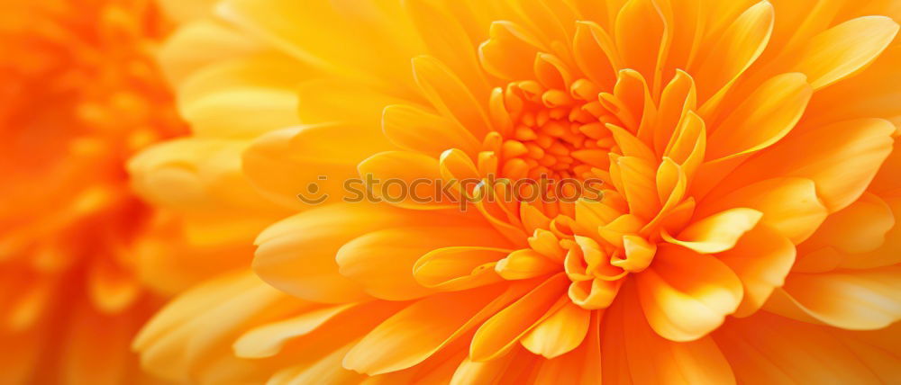 Similar – Image, Stock Photo flower Flower Gerbera